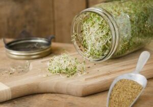 A jar with homegrown alfalfa sprouts spilling out on a cutting board with a scoop full of alpha seeds on the side.  Shot on rustic wooden crates with copy space in the upper right.  Focus is on the pile of sprouts on the the cutting board.Similar Images: